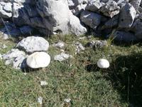Pilze am Mali Alan &ndash; &copy; Ingrid Langer (Eberhardt TRAVEL)