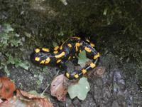 Feuersalamander &ndash; &copy; Ingrid Langer (Eberhardt TRAVEL)