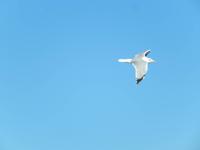 Möwe &ndash; &copy; Max Löffler (Eberhardt TRAVEL)