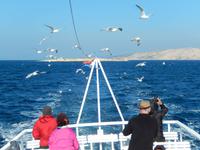 Möwen (1) &ndash; &copy; Max Löffler (Eberhardt TRAVEL)