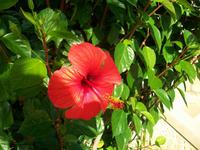 Mediterrane Flora