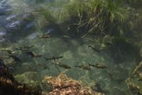 147 Krka Nationalpark &ndash; &copy; Konrad Füssel (Eberhardt TRAVEL)