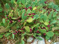 Mediterrane Flora &ndash; &copy; Steffen Mucke (Eberhardt TRAVEL)