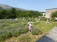 Lavendel-Ernte  &ndash; &copy; Sabine Letzybyll (Eberhardt TRAVEL)