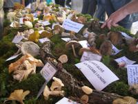IMG_9903 Pilzparade &ndash; &copy; Kerstin Veit (Eberhardt TRAVEL)