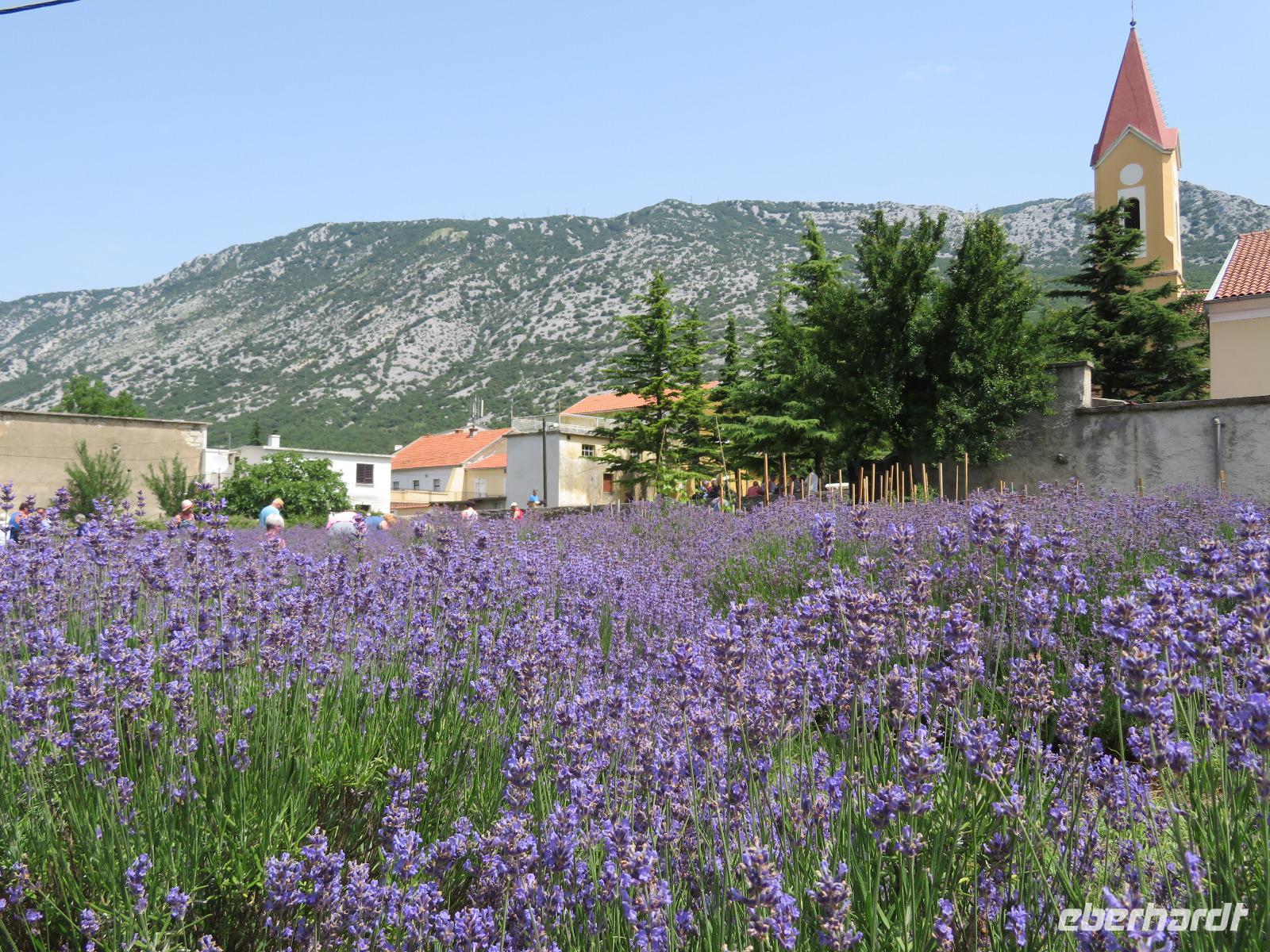 Singlereise Kroatien - Lavendelernte &ndash; &copy; Franziska Bergmann (Eberhardt TRAVEL)