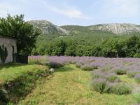 Singlereise Kroatien - Lavendelernte &ndash; &copy; Franziska Bergmann (Eberhardt TRAVEL)