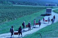 Weinlese auf dem Gut der Familie Pavlomir – Auf dem Weg zur Ernte &ndash; &copy; Alexander Zachow (Eberhardt TRAVEL)