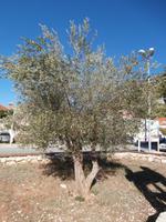 Ston &ndash; &copy; Ingrid Langer (Eberhardt TRAVEL)