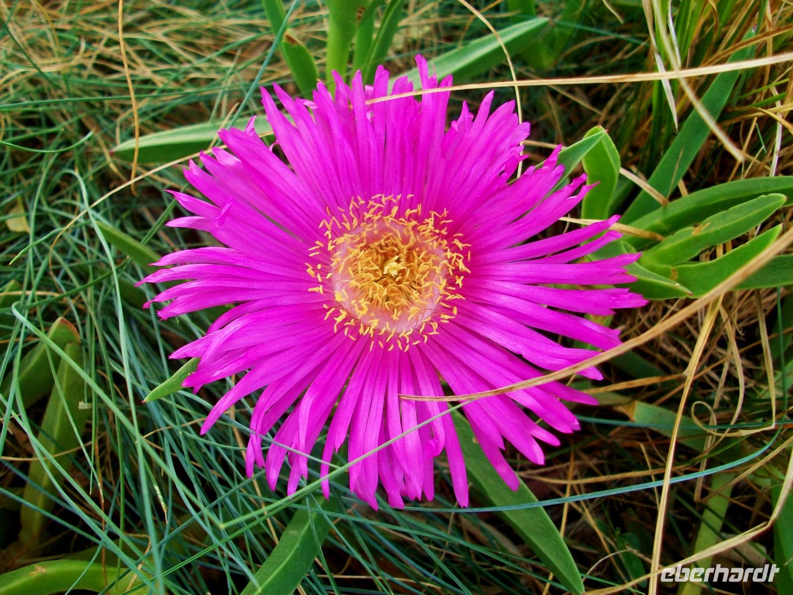 Mittagsblume  &ndash; &copy; Steffen Mucke (Eberhardt TRAVEL)