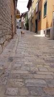 Gasse mit Hund in Rovinj