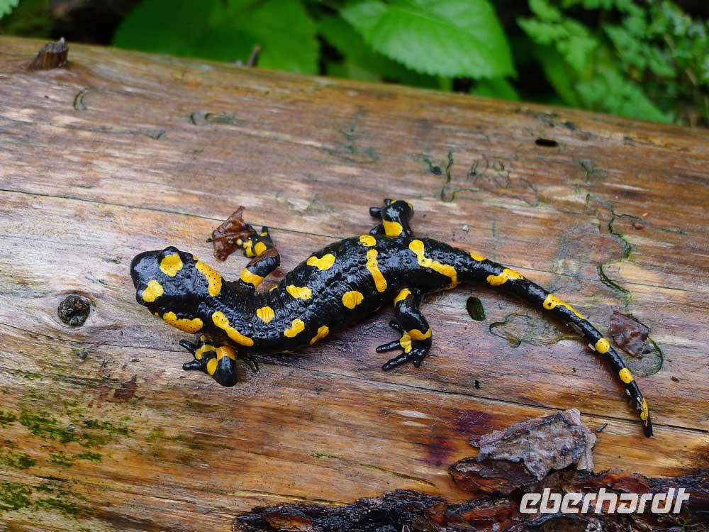 Feuersalamander, Plitvicer Seen &ndash; &copy; Simone Willner (Eberhardt TRAVEL)