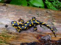 Feuersalamander, Plitvicer Seen &ndash; &copy; Simone Willner (Eberhardt TRAVEL)