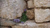 Istrianische Glockenblume &ndash; &copy; Simone Willner (Eberhardt TRAVEL)