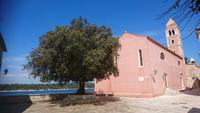 Eine Steineiche, typischer Baum der Adria &ndash; &copy; Simone Willner (Eberhardt TRAVEL)