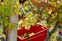 Tag – Ausflug zur Weinlese (21) &ndash; &copy; Alexander Zachow (Eberhardt TRAVEL)