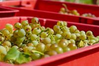 Tag – Ausflug zur Weinlese (26) &ndash; &copy; Alexander Zachow (Eberhardt TRAVEL)
