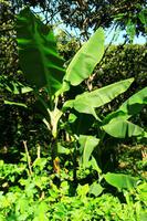 Bananenpflanze &ndash; &copy; Denise Hartmann (Eberhardt TRAVEL)