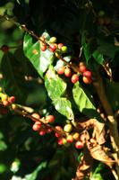 Kaffeepflanze &ndash; &copy; Denise Hartmann (Eberhardt TRAVEL)