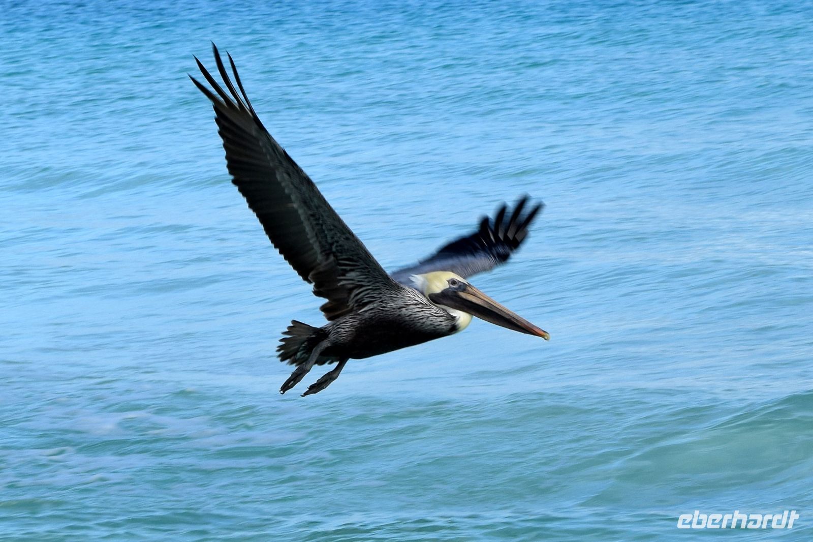 Pelikan im Anflug &ndash; &copy; Elke Knappe (Eberhardt TRAVEL)