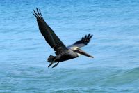 Pelikan im Anflug &ndash; &copy; Elke Knappe (Eberhardt TRAVEL)