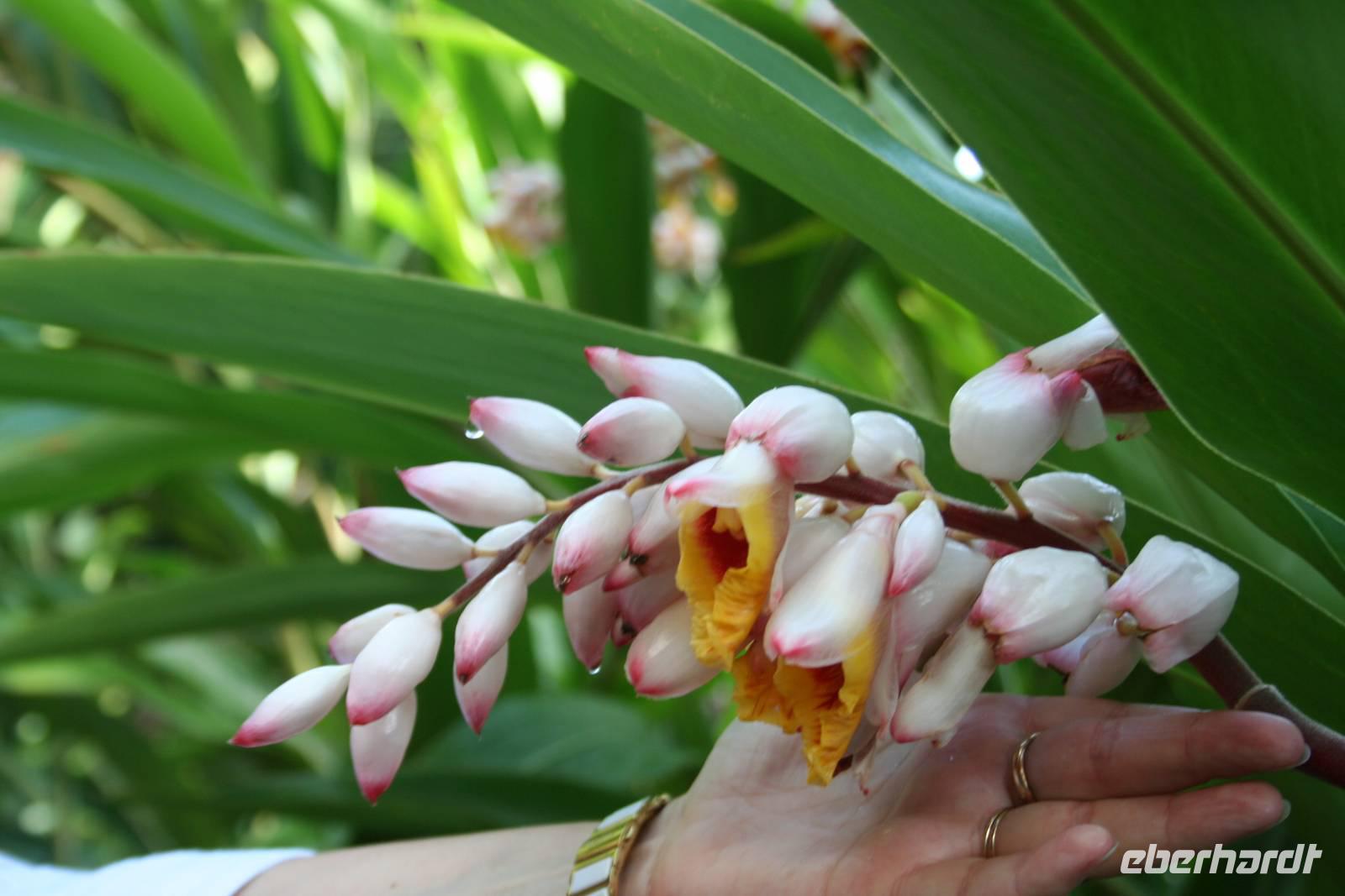Orchideengarten Soroa &ndash; &copy; Isabel Braksiek (Eberhardt TRAVEL)