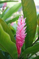 Orchideengarten Soroa - Alpinia Purpuria &ndash; &copy; Isabel Braksiek (Eberhardt TRAVEL)