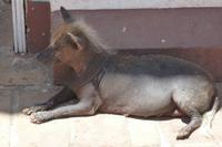 hübscher Hund &ndash; &copy; Mandy Lehmann (Eberhardt TRAVEL)