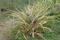 Ananas &ndash; &copy; Mandy Lehmann (Eberhardt TRAVEL)
