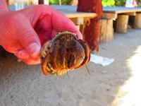 Mr.  Einsiedlerkrebs &ndash; &copy; Madlen Lippe (Eberhardt TRAVEL)