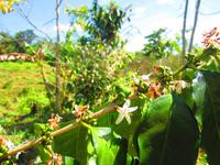 Kaffeebohnen &ndash; &copy; Madlen Lippe (Eberhardt TRAVEL)