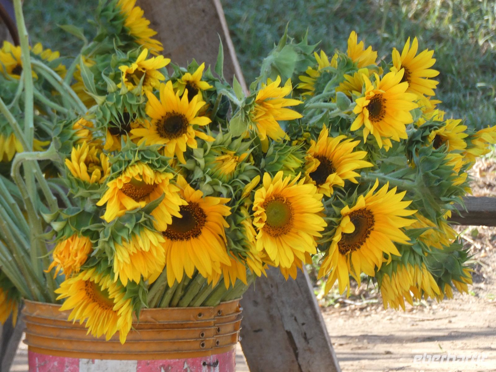 Sonnenblumen für die Jungfrau &ndash; &copy; Gina Egenolf (Eberhardt TRAVEL)