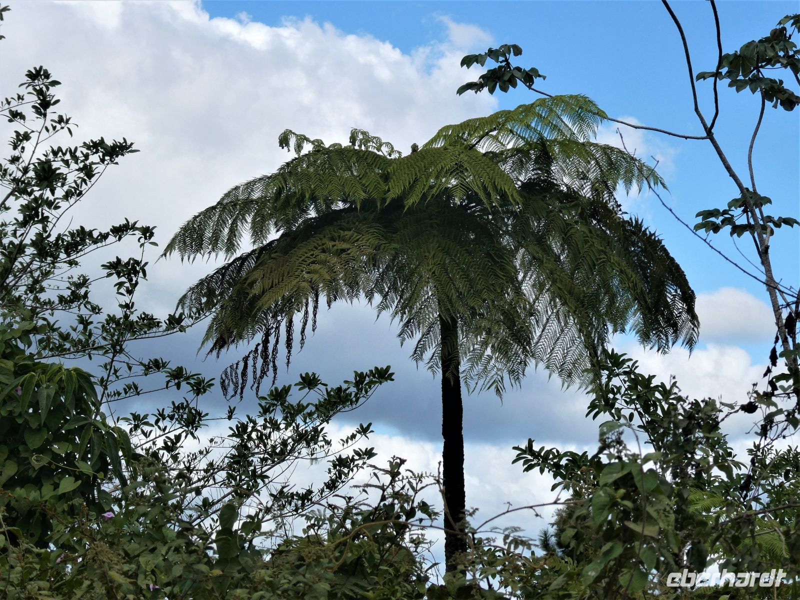 ein Farnbaum &ndash; &copy; Gina Egenolf (Eberhardt TRAVEL)