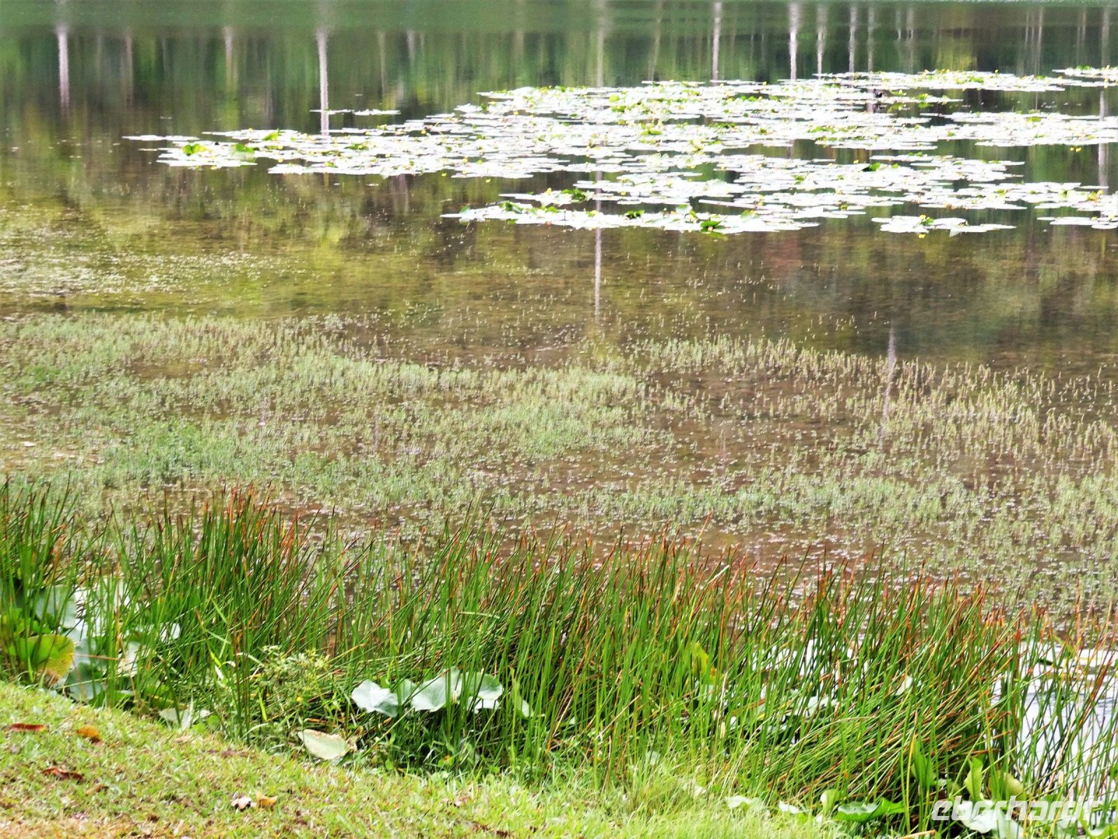 Seerosenteich &ndash; &copy; Gina Egenolf (Eberhardt TRAVEL)