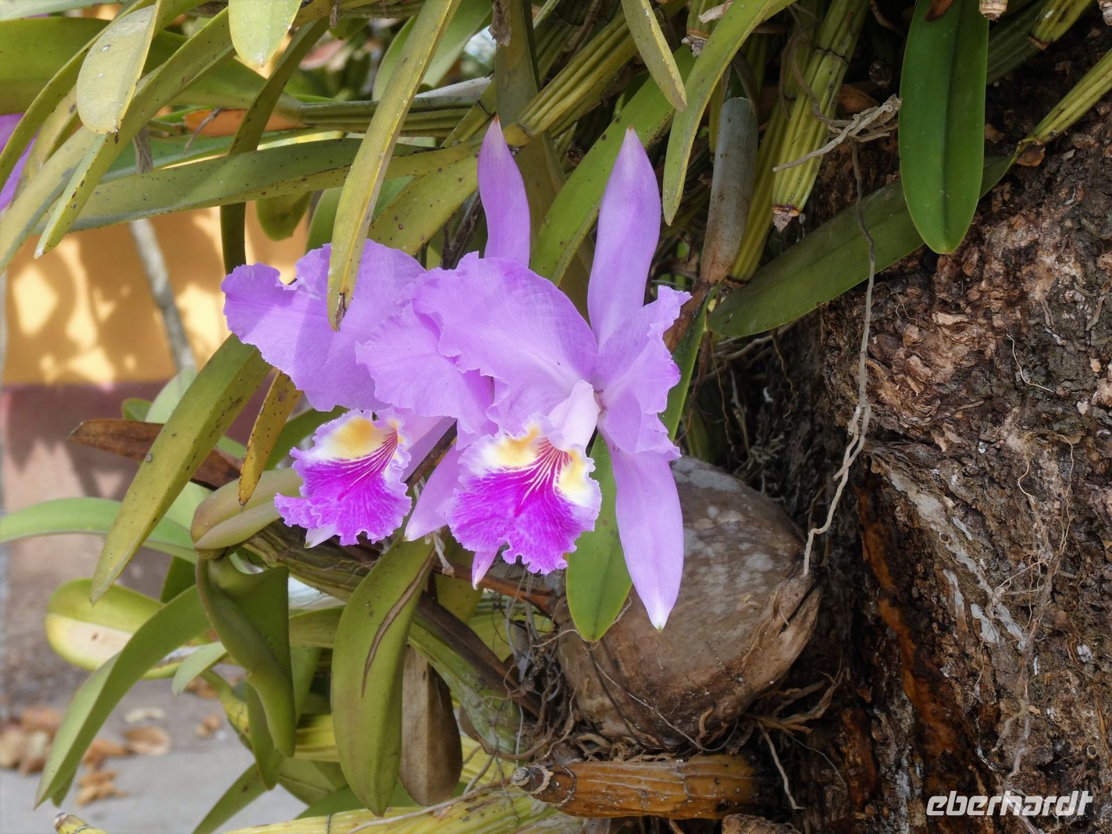 wenigstens eine Orchidee &ndash; &copy; Gina Egenolf (Eberhardt TRAVEL)