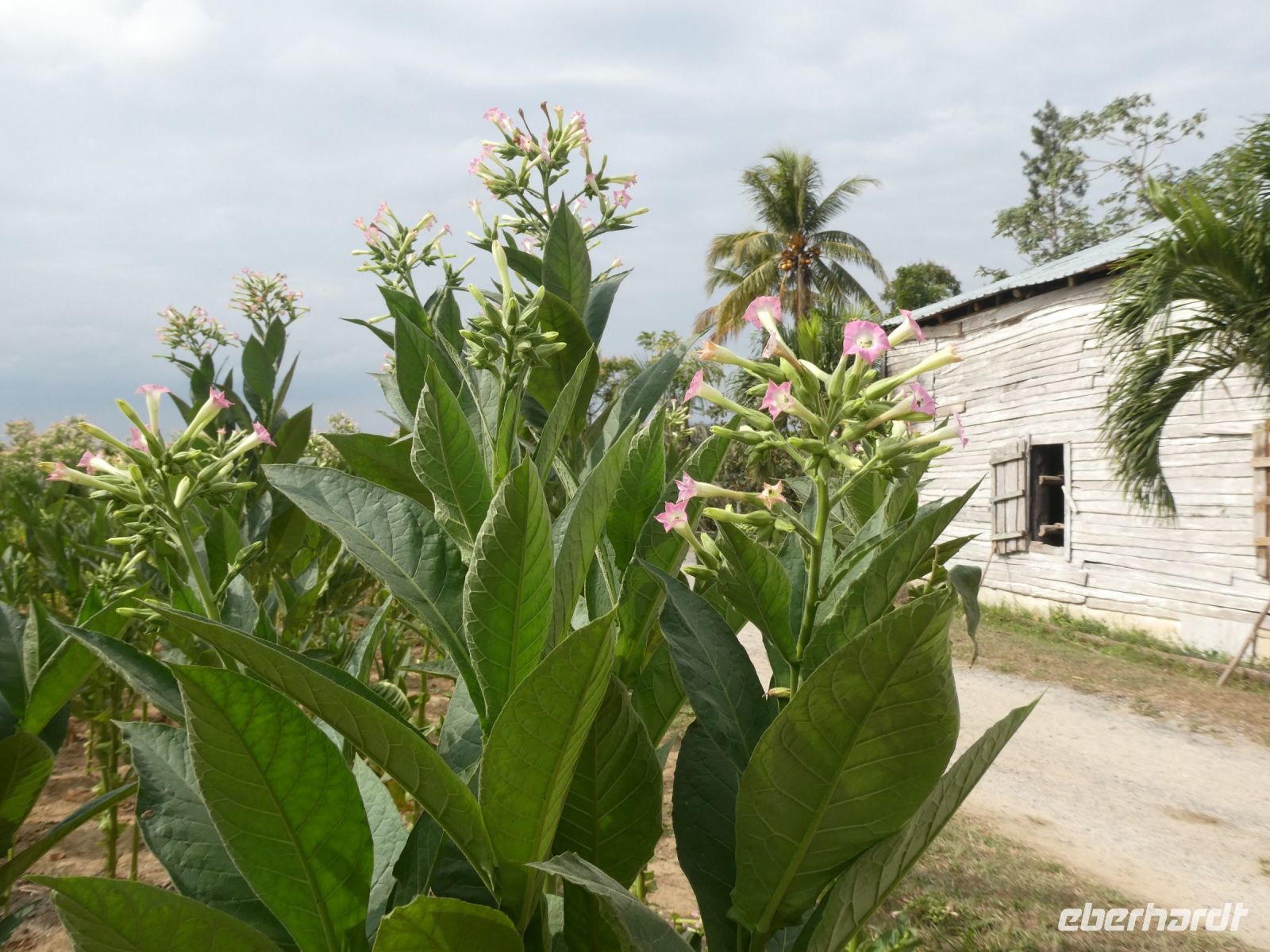 Tabakblüte &ndash; &copy; Gina Egenolf (Eberhardt TRAVEL)