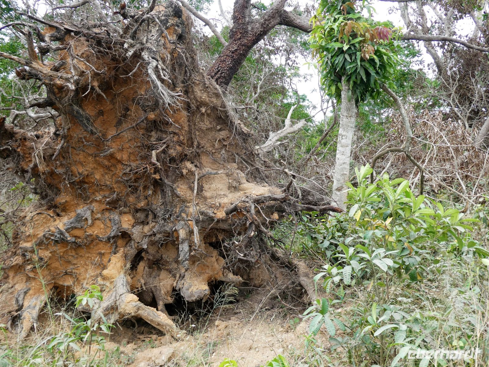 Hurricane-Schäden &ndash; &copy; Gina Egenolf (Eberhardt TRAVEL)
