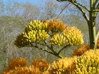 Agavenblüte &ndash; &copy; Gina Egenolf (Eberhardt TRAVEL)