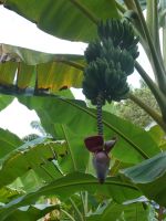 Kochbananen &ndash; &copy; Gina Egenolf (Eberhardt TRAVEL)