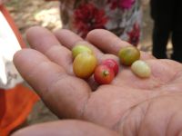 Kaffeekirschen &ndash; &copy; Gina Egenolf (Eberhardt TRAVEL)