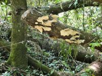 Baumpilze &ndash; &copy; Gina Egenolf (Eberhardt TRAVEL)