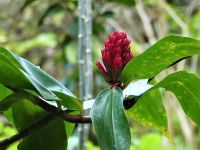 schöne Blüte &ndash; &copy; Gina Egenolf (Eberhardt TRAVEL)