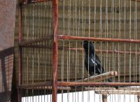 ein Haustier &ndash; &copy; Gina Egenolf (Eberhardt TRAVEL)