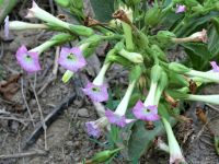 Tabakblüte &ndash; &copy; Gina Egenolf (Eberhardt TRAVEL)