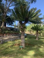 Cycas &ndash; &copy; Elke Knappe (Eberhardt TRAVEL)