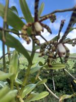 Spinnen-Orchidee &ndash; &copy; Elke Knappe (Eberhardt TRAVEL)