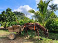 Viñales &ndash; &copy; Heike Jack (Eberhardt TRAVEL)