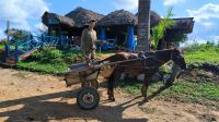 Viñales - auch er braucht mal eine Pause &ndash; &copy; Heike Jack (Eberhardt TRAVEL)