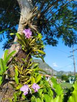 Viñales &ndash; &copy; Heike Jack (Eberhardt TRAVEL)