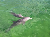 Cayo Santa Maria - Delfinarium &ndash; &copy; Heike Jack (Eberhardt TRAVEL)